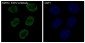 Anti-KMT6 / EZH2 Rabbit Monoclonal Antibody